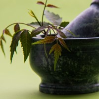 Ayumi Neem Oil (Cold Pressed) Organic-2